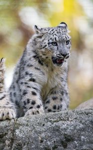 Preview wallpaper snow leopard, grin, kitten, cub, wildlife, animal, stone