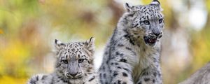 Preview wallpaper snow leopard, grin, kitten, cub, wildlife, animal, stone