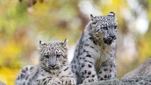 Preview wallpaper snow leopard, grin, kitten, cub, wildlife, animal, stone