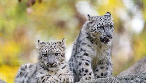 Preview wallpaper snow leopard, grin, kitten, cub, wildlife, animal, stone