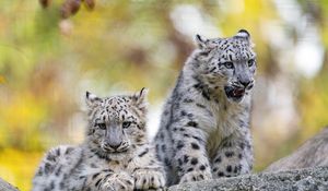 Preview wallpaper snow leopard, grin, kitten, cub, wildlife, animal, stone