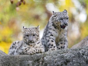 Preview wallpaper snow leopard, grin, kitten, cub, wildlife, animal, stone