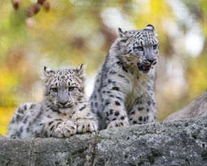 Preview wallpaper snow leopard, grin, kitten, cub, wildlife, animal, stone