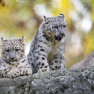 Preview wallpaper snow leopard, grin, kitten, cub, wildlife, animal, stone