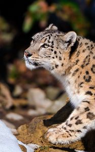 Preview wallpaper snow leopard, hunting, lie, hide, snow