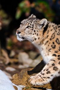 Preview wallpaper snow leopard, hunting, lie, hide, snow