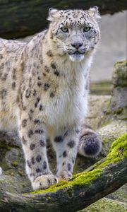 Preview wallpaper snow leopard, irbis, animal, glance, big cat