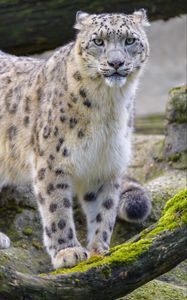 Preview wallpaper snow leopard, irbis, animal, glance, big cat