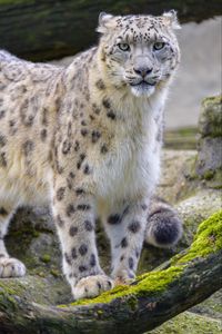 Preview wallpaper snow leopard, irbis, animal, glance, big cat