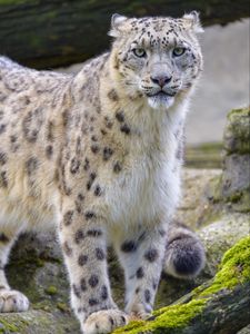 Preview wallpaper snow leopard, irbis, animal, glance, big cat