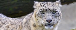 Preview wallpaper snow leopard, irbis, animal, glance, big cat