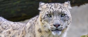 Preview wallpaper snow leopard, irbis, animal, glance, big cat