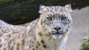 Preview wallpaper snow leopard, irbis, animal, glance, big cat