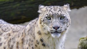 Preview wallpaper snow leopard, irbis, animal, glance, big cat