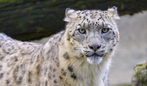 Preview wallpaper snow leopard, irbis, animal, glance, big cat