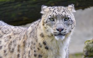 Preview wallpaper snow leopard, irbis, animal, glance, big cat