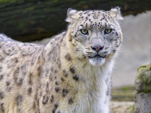 Preview wallpaper snow leopard, irbis, animal, glance, big cat