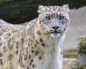 Preview wallpaper snow leopard, irbis, animal, glance, big cat