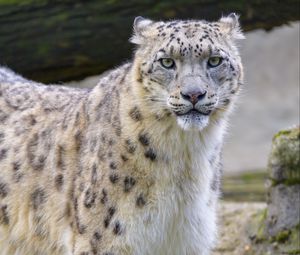 Preview wallpaper snow leopard, irbis, animal, glance, big cat