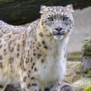 Preview wallpaper snow leopard, irbis, animal, glance, big cat