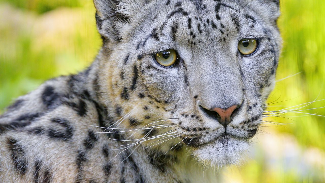 Wallpaper snow leopard, irbis, animal, glance, predator