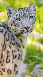 Preview wallpaper snow leopard, irbis, animal, glance, predator