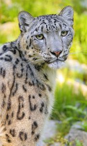 Preview wallpaper snow leopard, irbis, animal, glance, predator