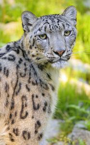 Preview wallpaper snow leopard, irbis, animal, glance, predator