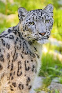 Preview wallpaper snow leopard, irbis, animal, glance, predator