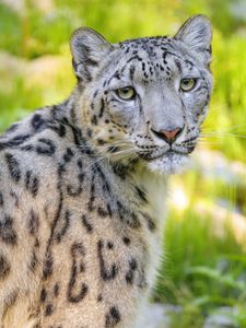 Preview wallpaper snow leopard, irbis, animal, glance, predator