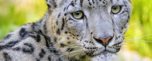 Preview wallpaper snow leopard, irbis, animal, glance, predator