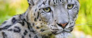 Preview wallpaper snow leopard, irbis, animal, glance, predator