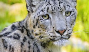 Preview wallpaper snow leopard, irbis, animal, glance, predator