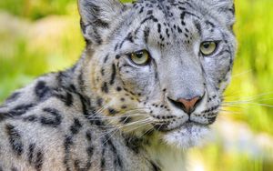 Preview wallpaper snow leopard, irbis, animal, glance, predator