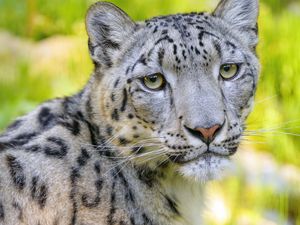 Preview wallpaper snow leopard, irbis, animal, glance, predator