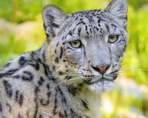 Preview wallpaper snow leopard, irbis, animal, glance, predator