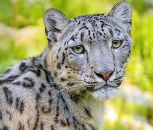 Preview wallpaper snow leopard, irbis, animal, glance, predator