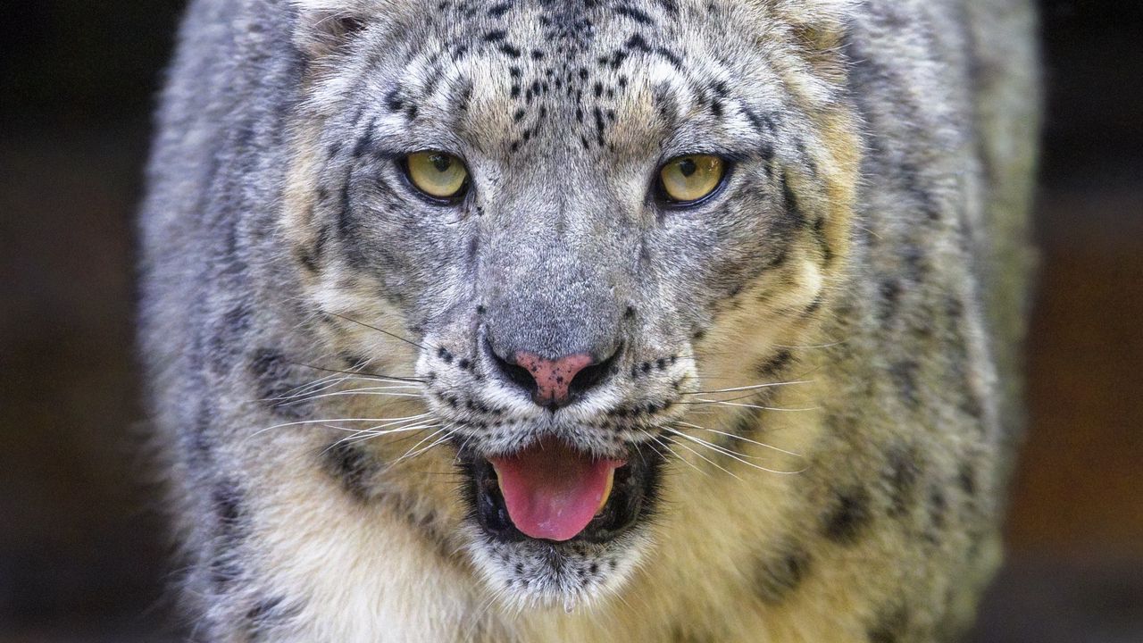 Wallpaper snow leopard, irbis, animal, glance, protruding tongue, big cat