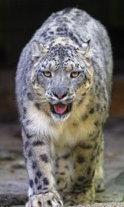 Preview wallpaper snow leopard, irbis, animal, glance, protruding tongue, big cat