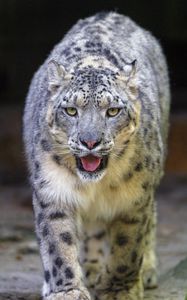 Preview wallpaper snow leopard, irbis, animal, glance, protruding tongue, big cat