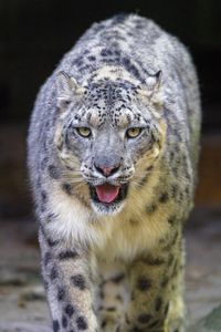 Preview wallpaper snow leopard, irbis, animal, glance, protruding tongue, big cat