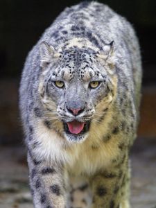 Preview wallpaper snow leopard, irbis, animal, glance, protruding tongue, big cat