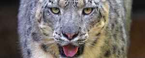 Preview wallpaper snow leopard, irbis, animal, glance, protruding tongue, big cat