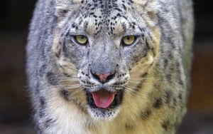 Preview wallpaper snow leopard, irbis, animal, glance, protruding tongue, big cat