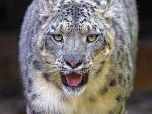 Preview wallpaper snow leopard, irbis, animal, glance, protruding tongue, big cat