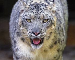 Preview wallpaper snow leopard, irbis, animal, glance, protruding tongue, big cat