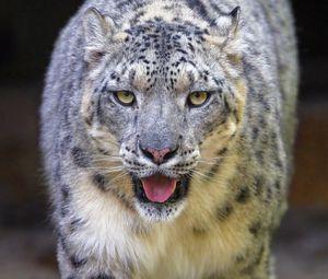 Preview wallpaper snow leopard, irbis, animal, glance, protruding tongue, big cat