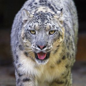 Preview wallpaper snow leopard, irbis, animal, glance, protruding tongue, big cat