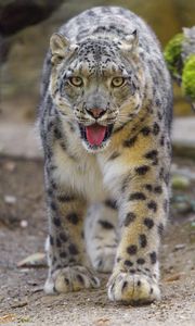 Preview wallpaper snow leopard, irbis, big cat, animal