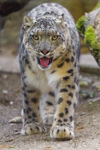 Preview wallpaper snow leopard, irbis, big cat, animal